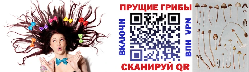 Галлюциногенные грибы Psilocybine cubensis  Салават 